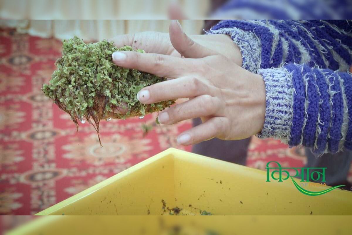 Azolla Cultivation