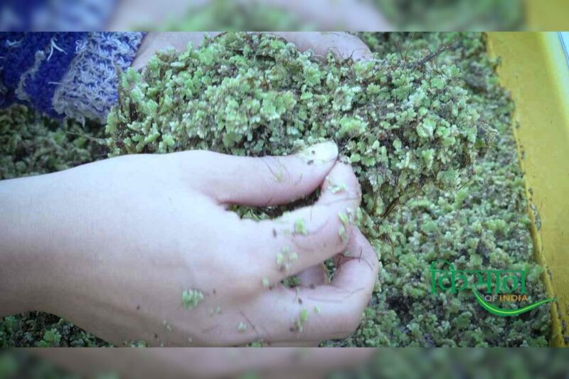 Azolla Cultivation: Azolla cultivation will solve the problem of organic manure and animal fodder