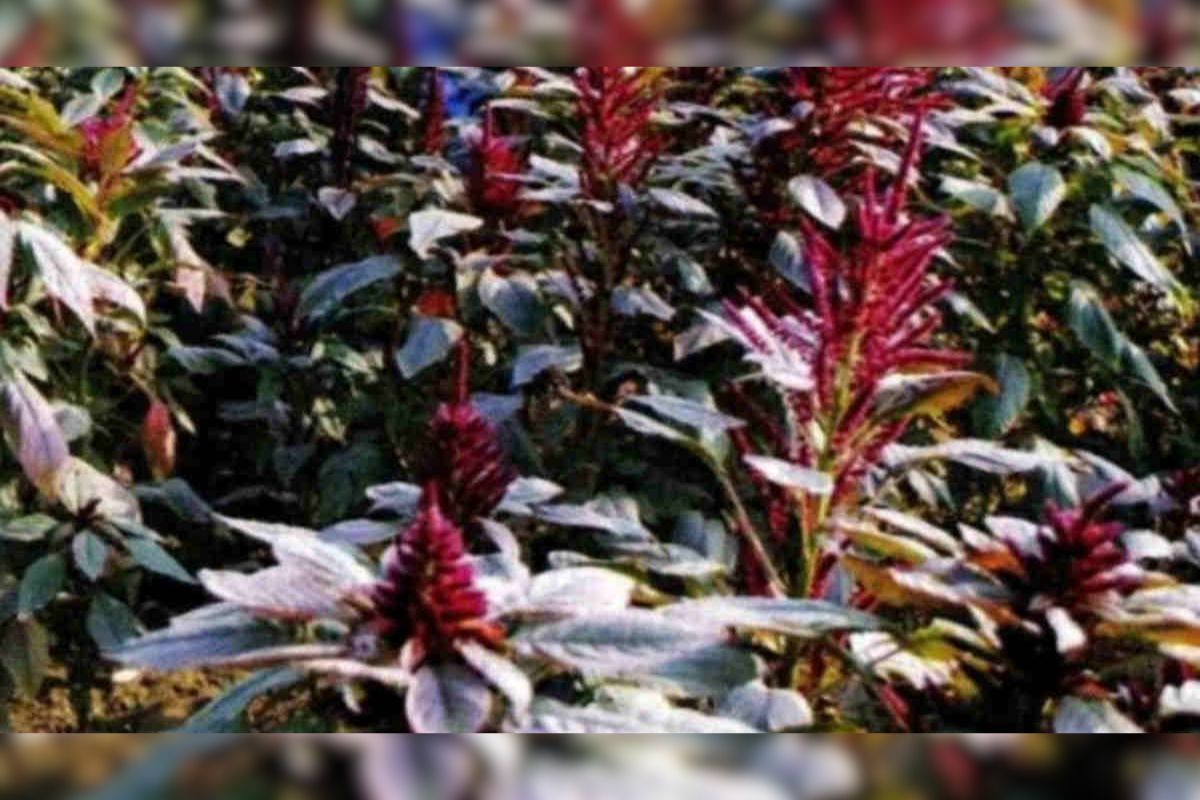 Amaranth Cultivation