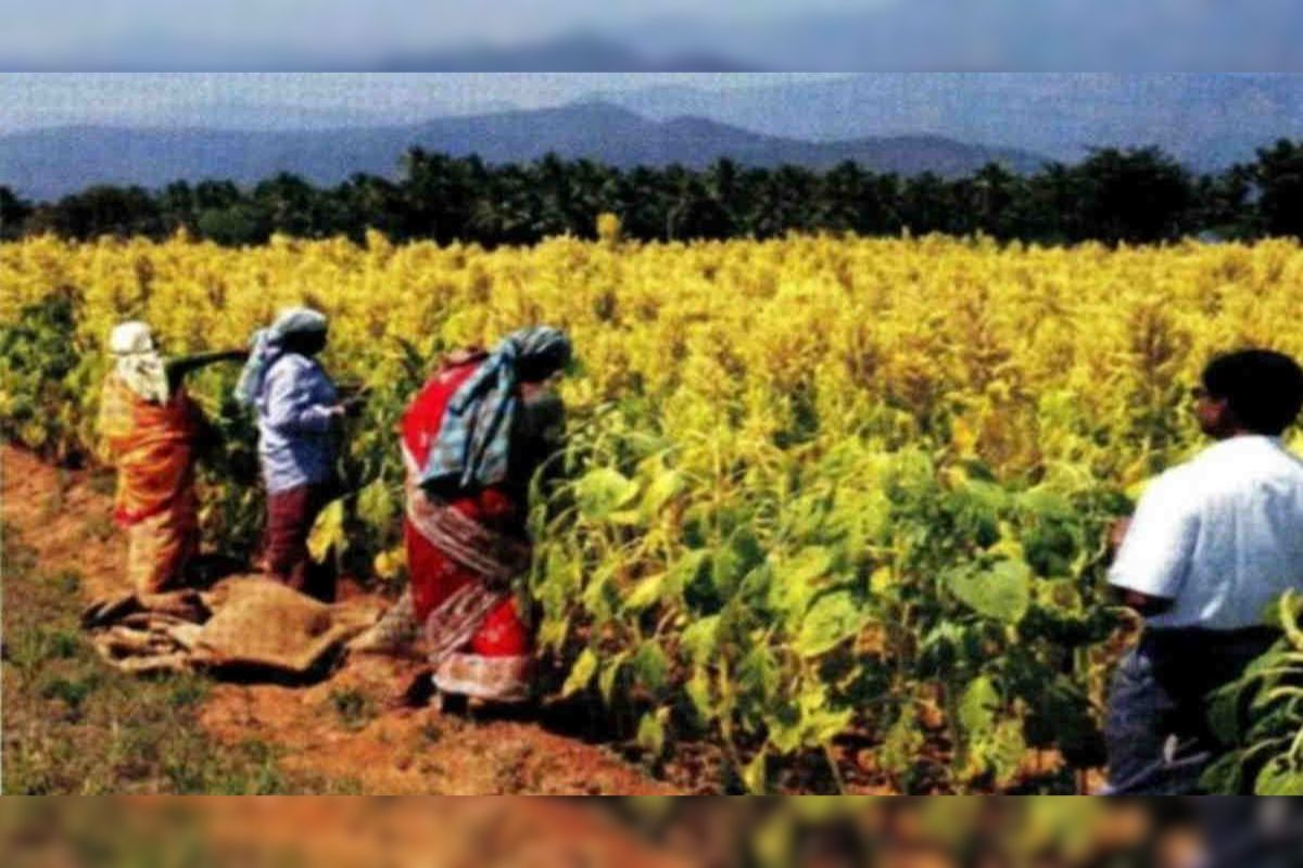 Amaranth Cultivation