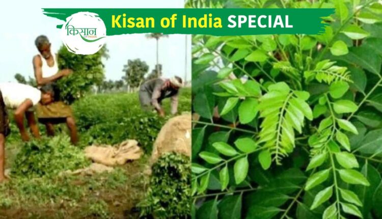 Curry Leaf Cultivation