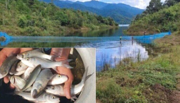 Pen Culture Technique