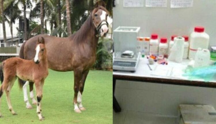 Equine Semen Laboratory
