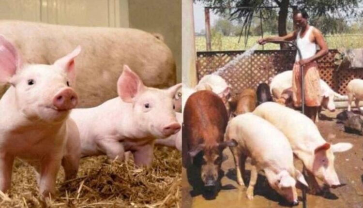 Nagaland Takes Action: Why Feeding Food Waste to Pigs Just Got Regulated