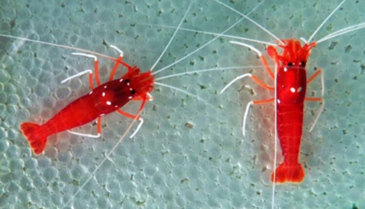 Ornamental Prawn Cultivation