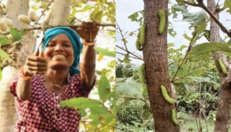 Tussar Silk Production