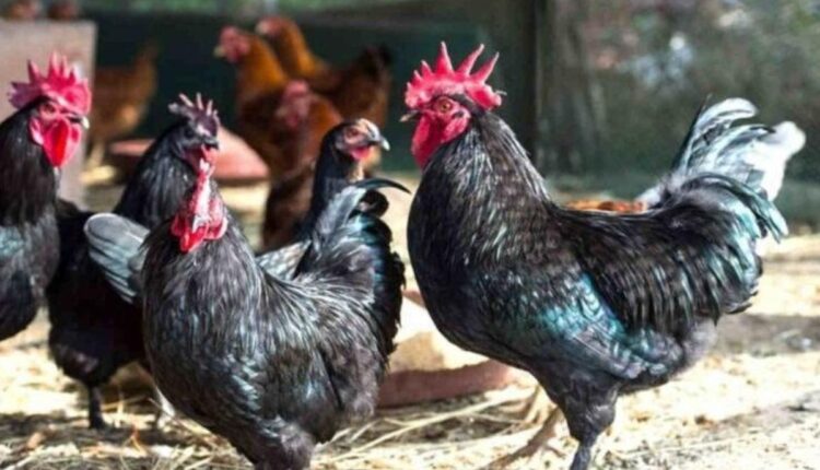 poultry farming