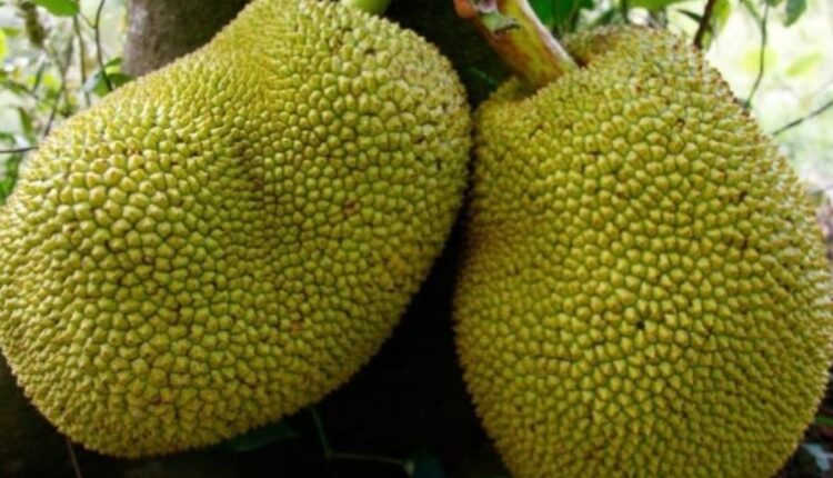Jackfruit Farming