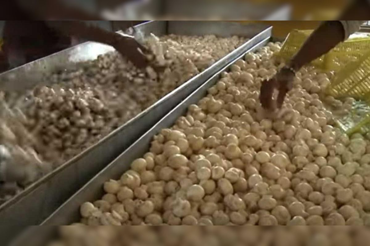 Mushroom Processing