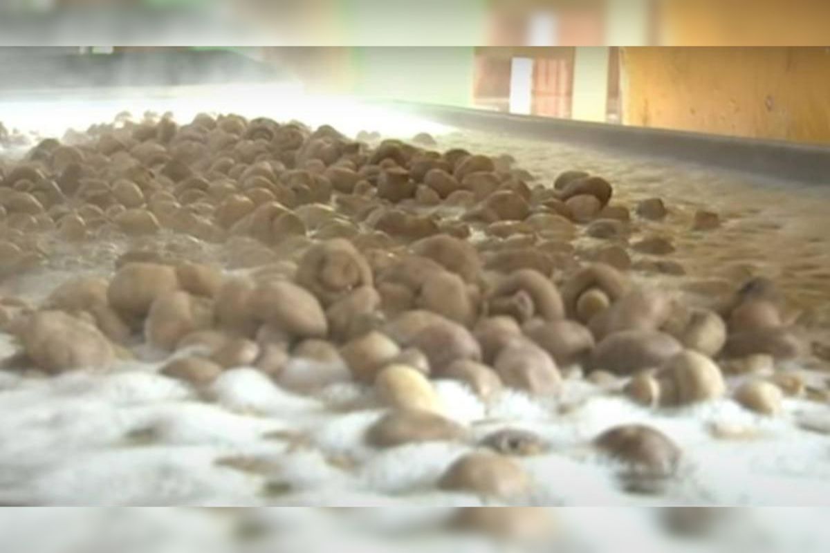 Mushroom Processing