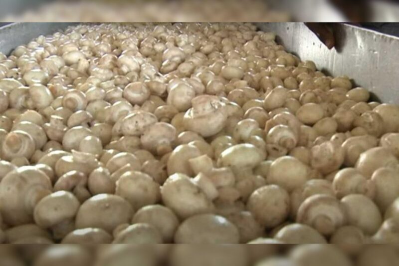 Mushroom Spawn Production: Marven of Meghalaya produced mushroom spawn at low cost, became an icon