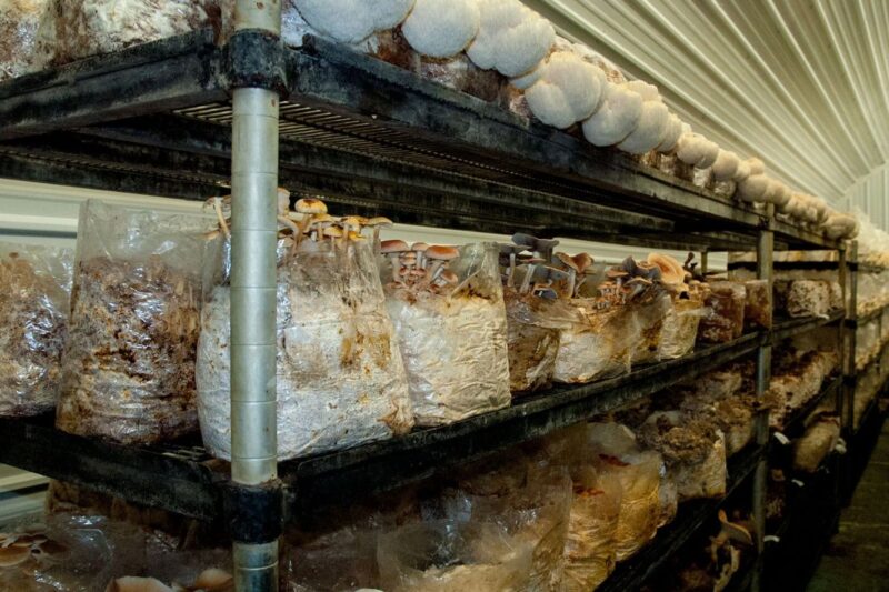 Mushroom Processing