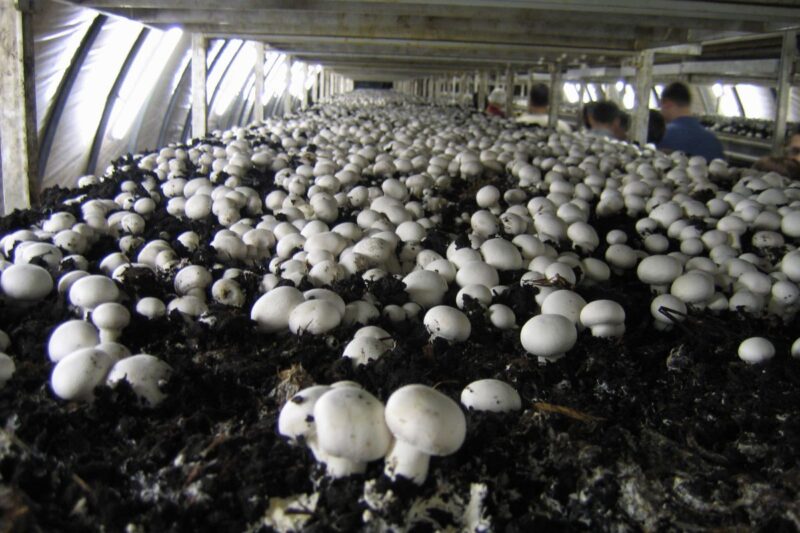 Know how Ajay Kumar Yadav is cultivating button mushrooms in Bihar with new technology