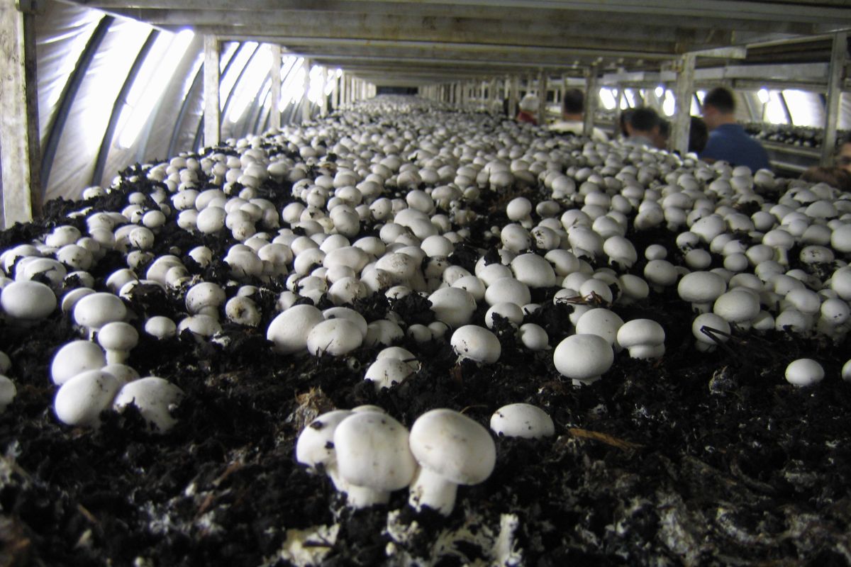Mushroom Processing