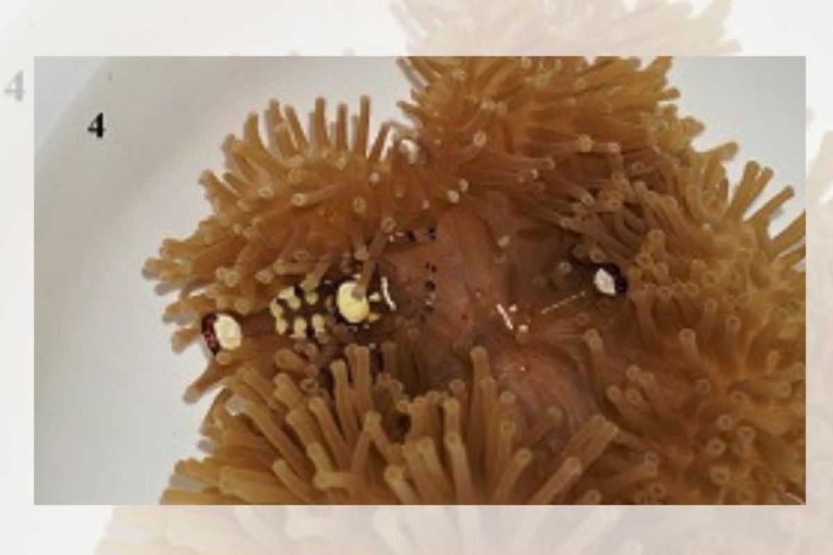 Ornamental Prawn Cultivation