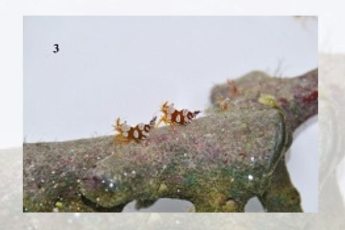 Ornamental Prawn Cultivation