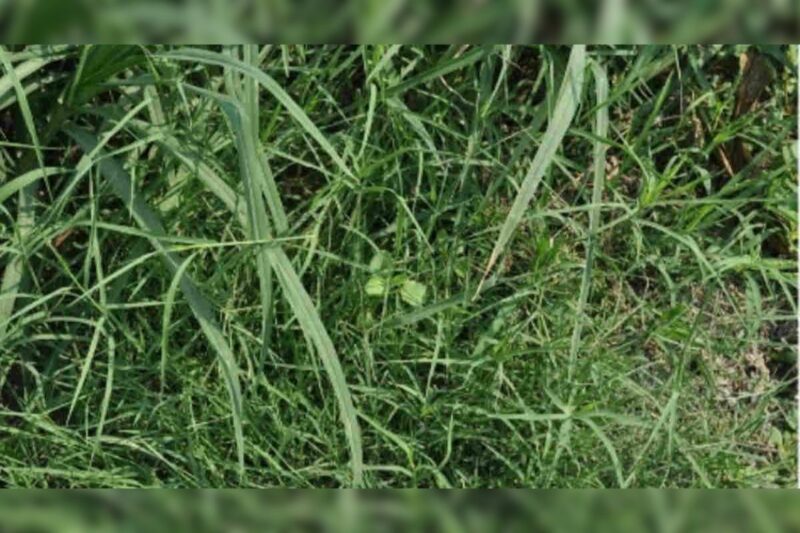 Samman 2024 : The inspiring story of Anand Mani Bhatt, who became the guardian of natural farming