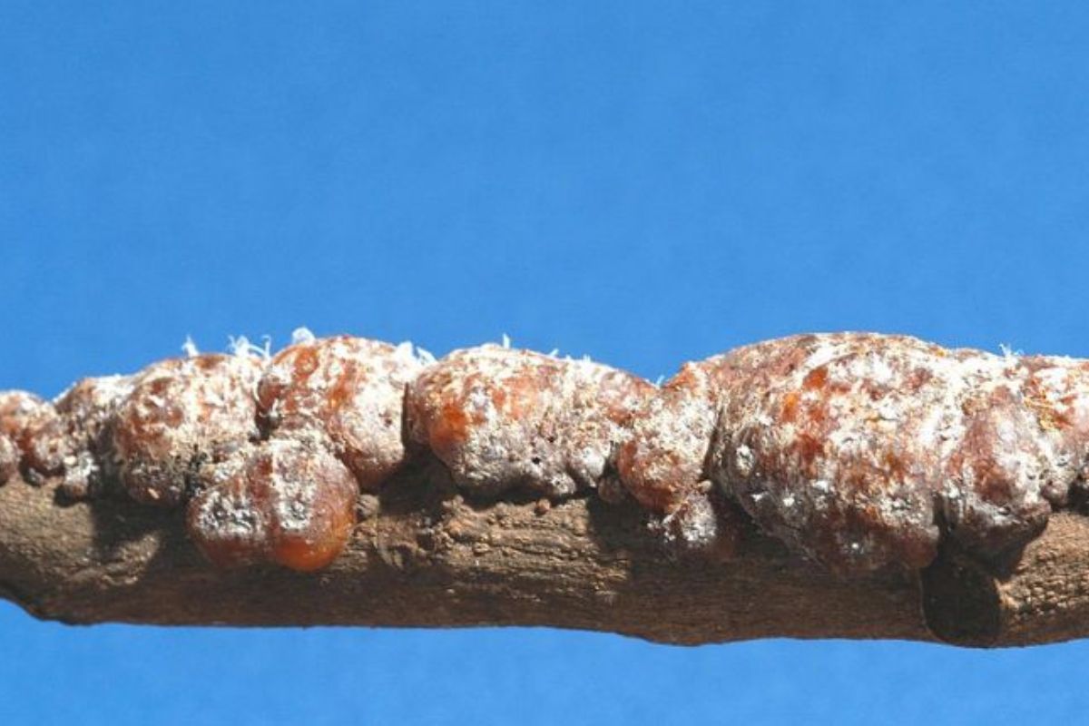 Lac Insect Rearing