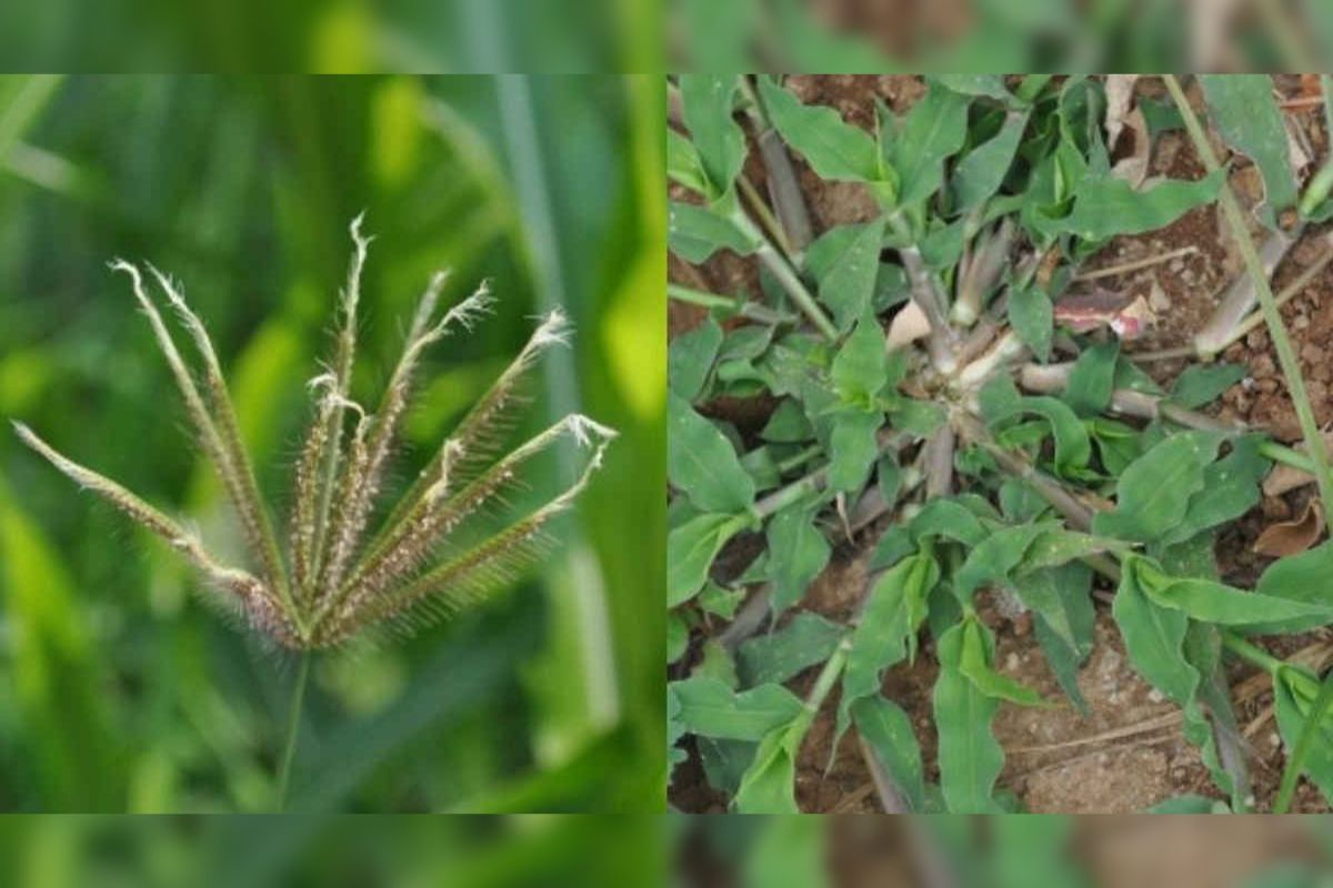 prevention of weeds