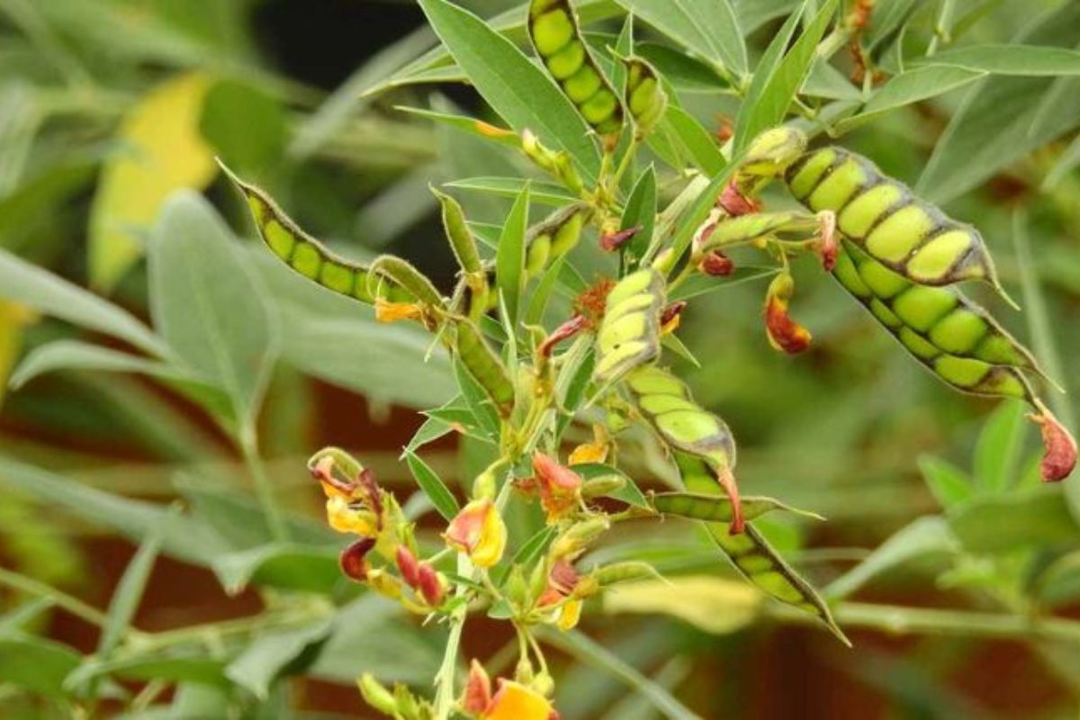 Lac Insect Rearing
