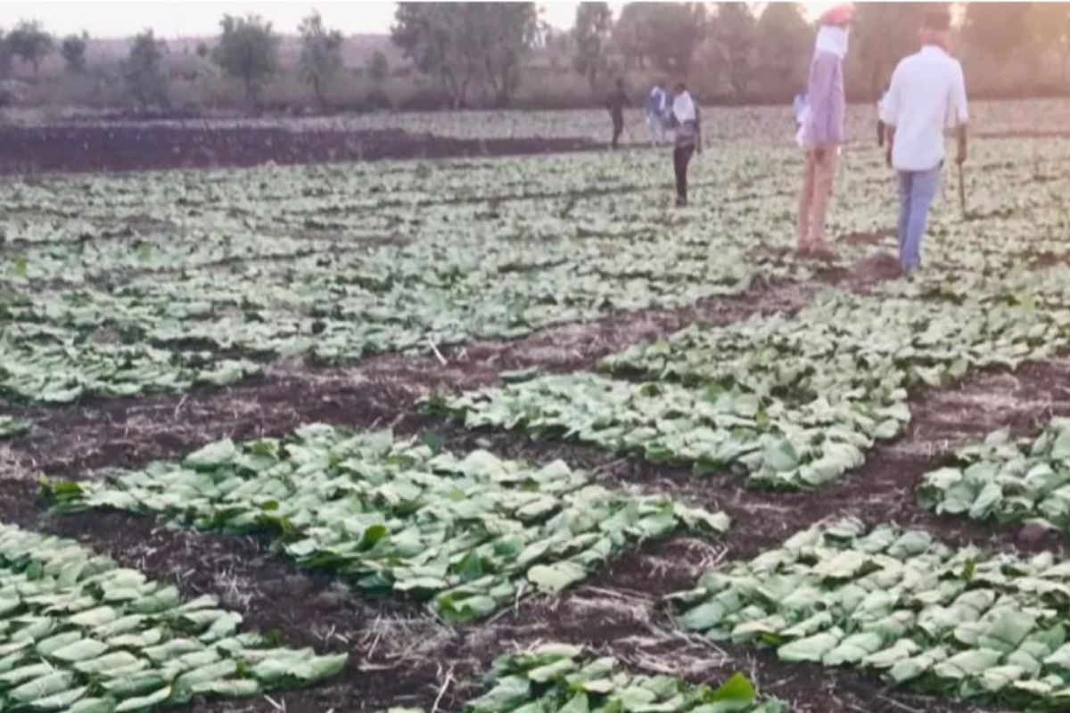 Tendu Leaf Business