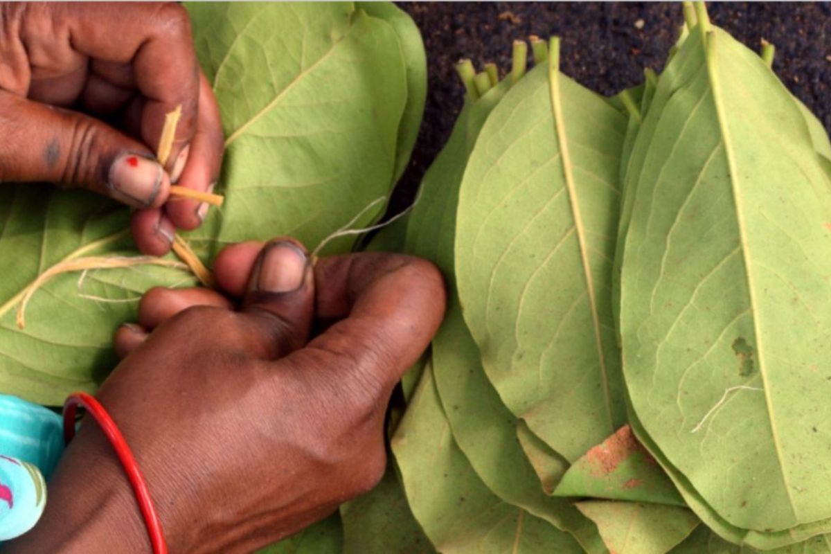 Tendu Leaf Business