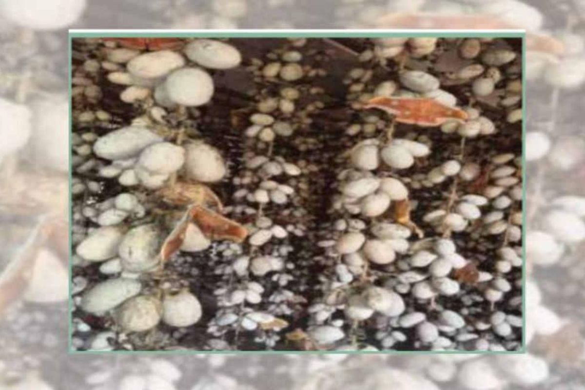 Tussar Silk Production