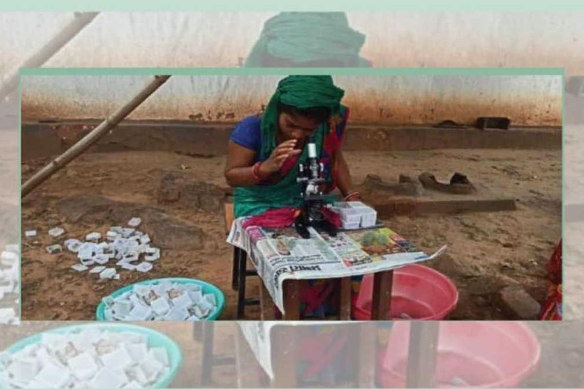 Tussar Silk Production
