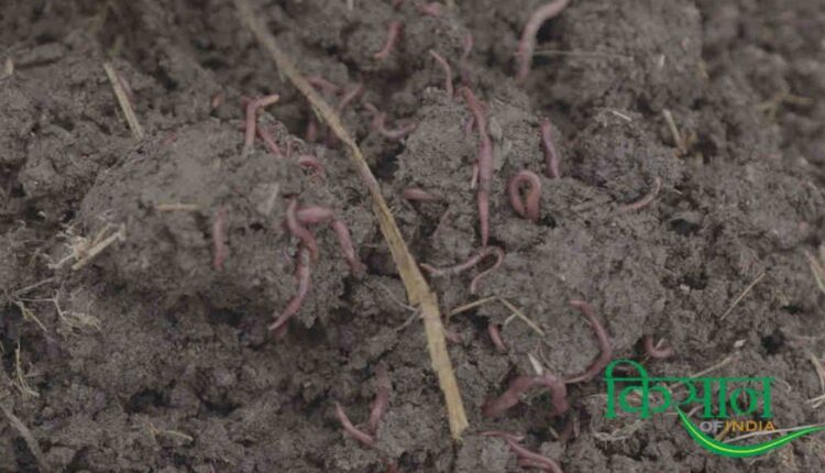 Vermicompost business