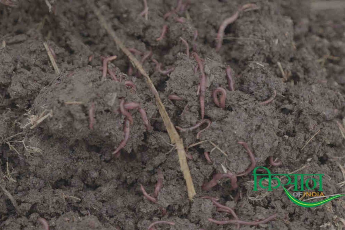 Vermicompost business