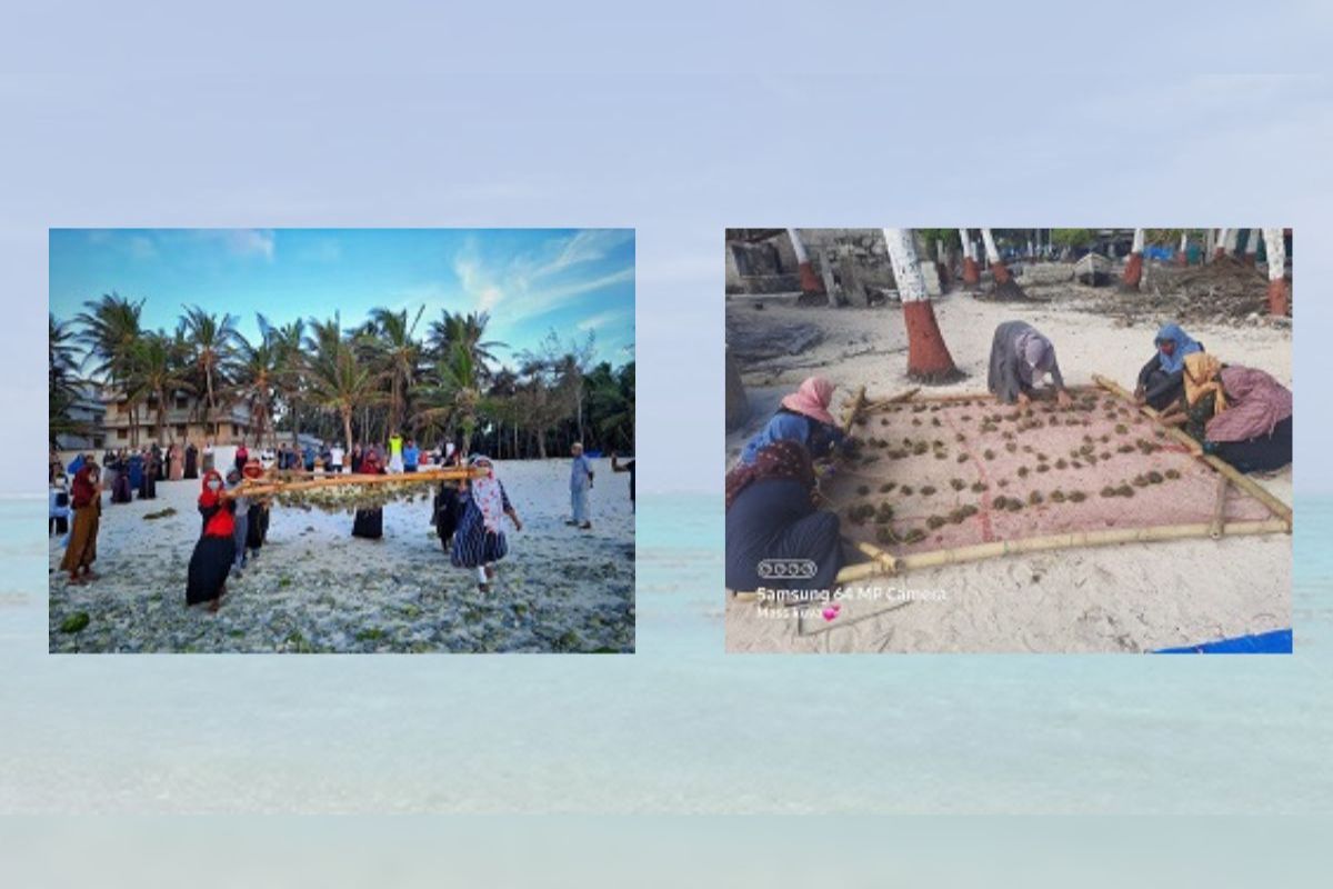 Seaweed Farming