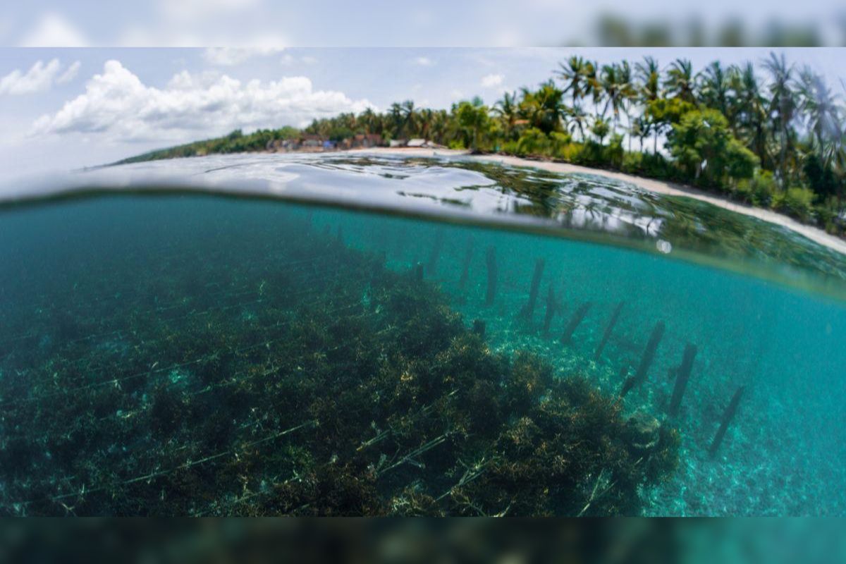 Seaweed Farming