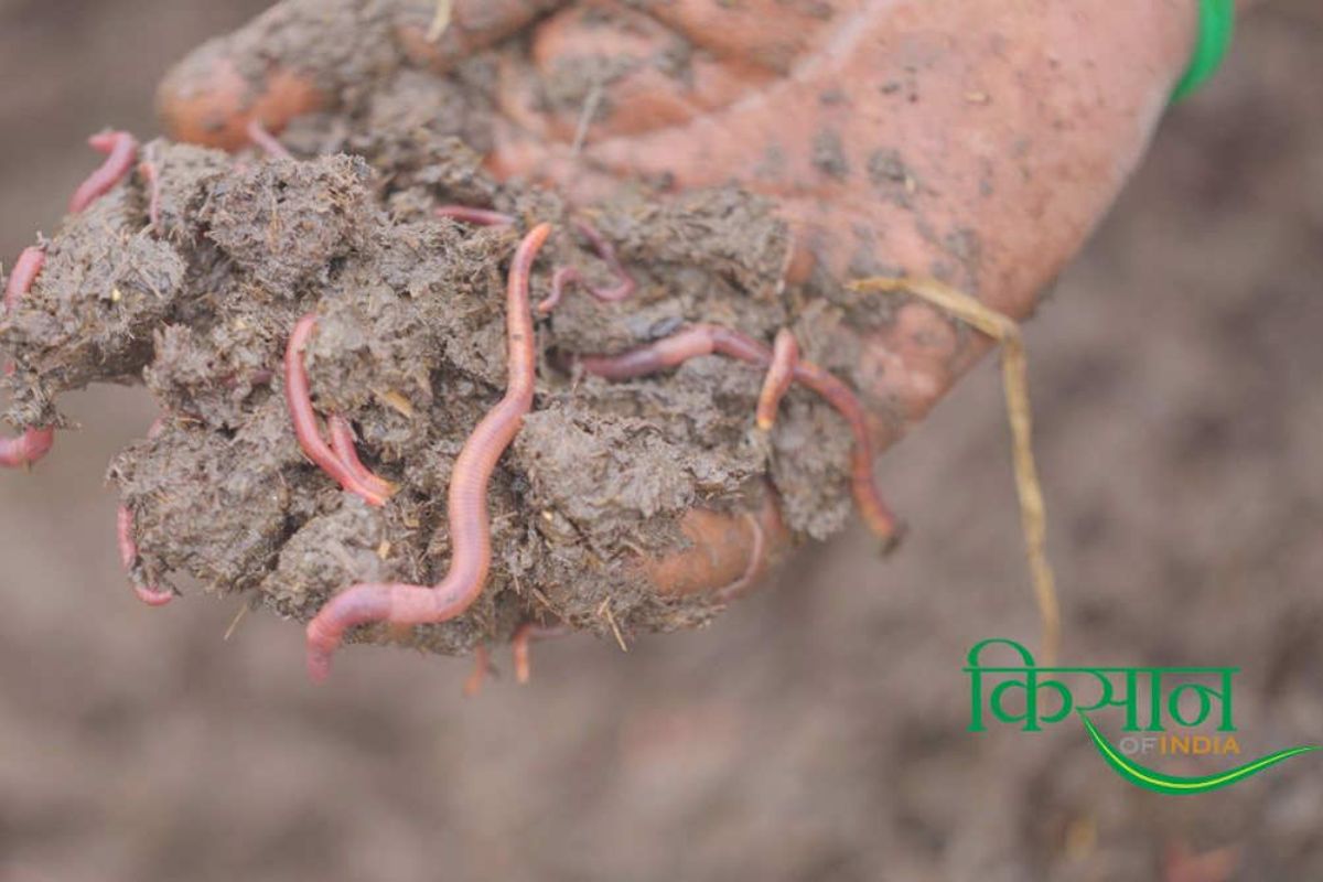 Vermicompost business