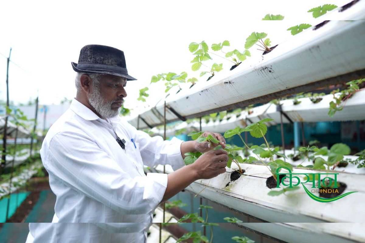 Strawberry Farming