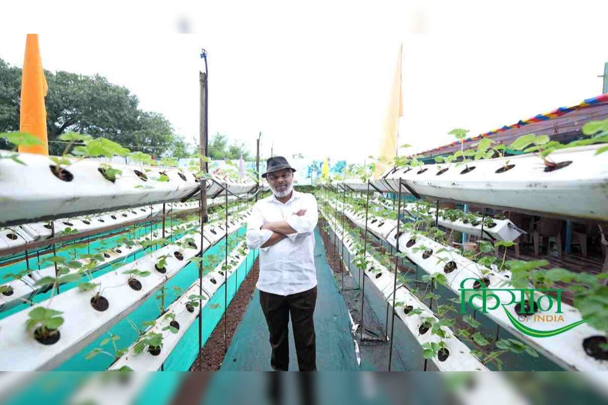 Strawberry Farming