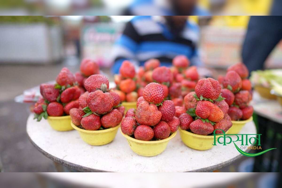 Strawberry Farming