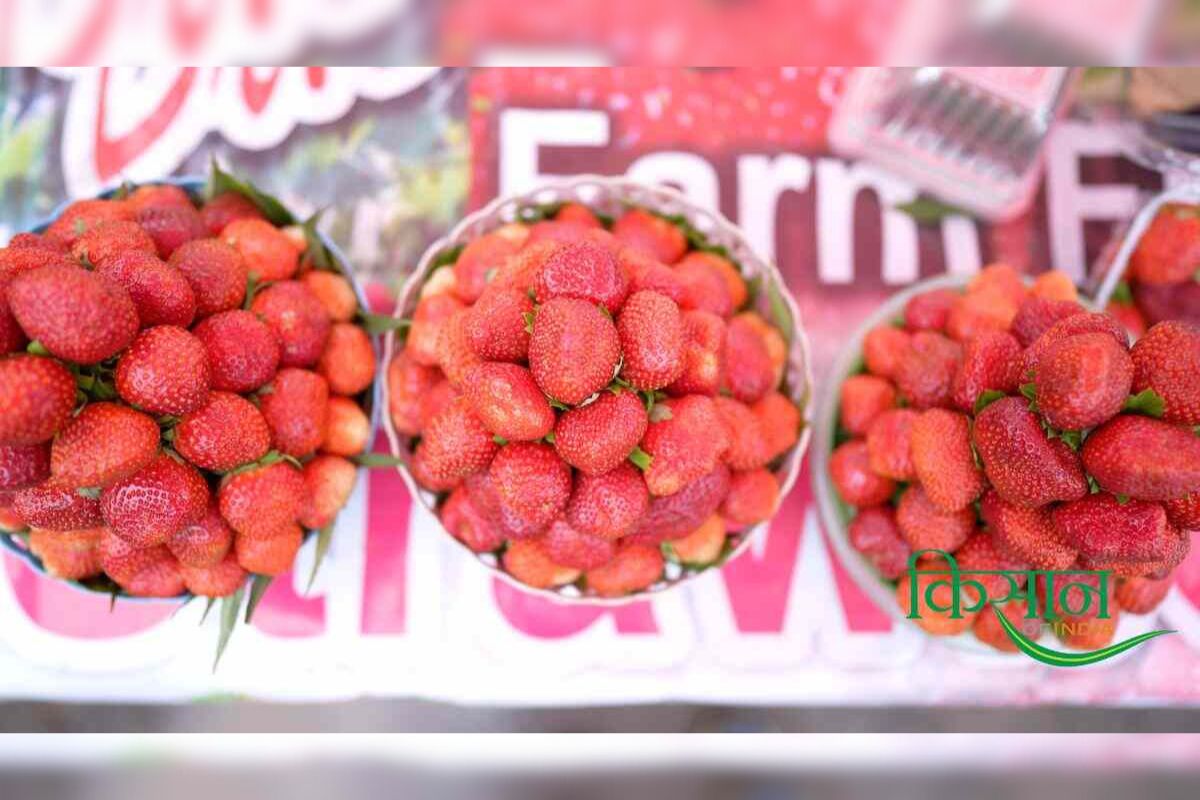 Strawberry Farming