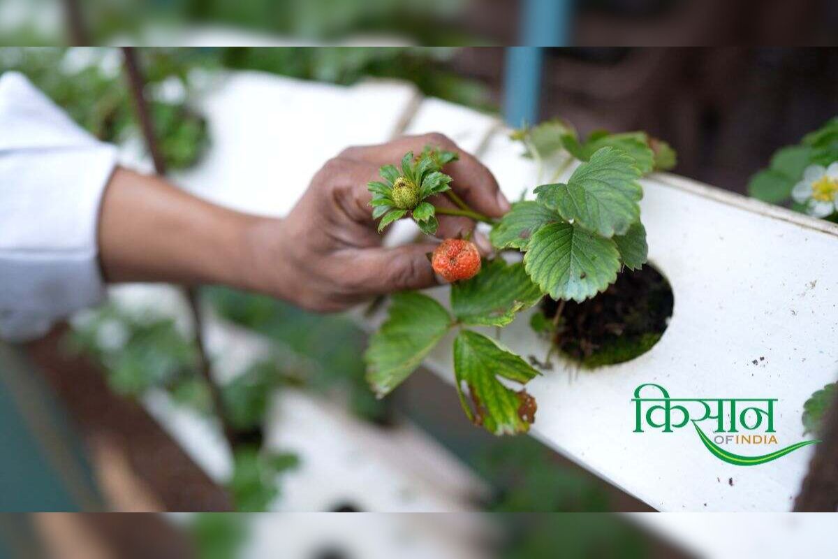 Strawberry Farming