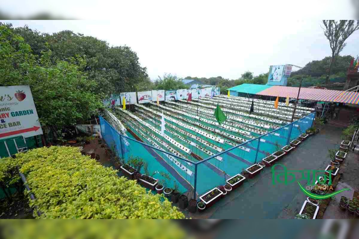 Strawberry Farming