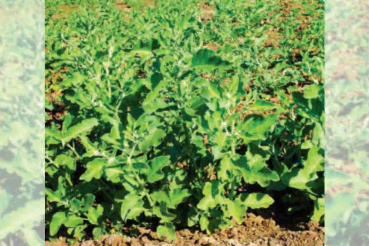 Ashwagandha Cultivation