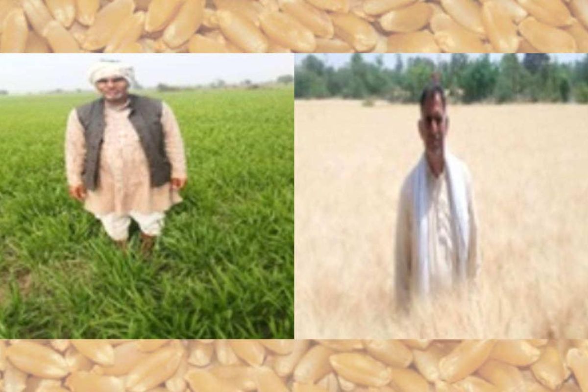 Kathiya Wheat Farming