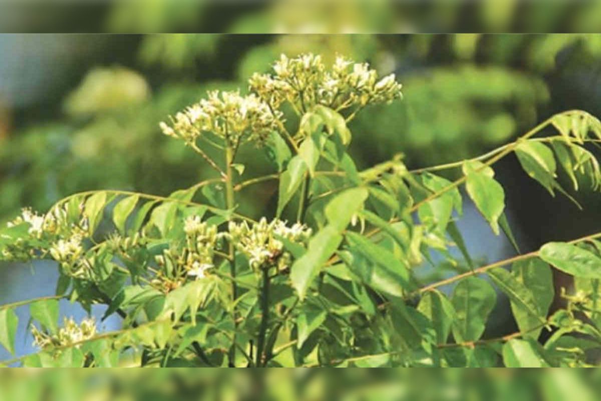 Curry Leaf Cultivation