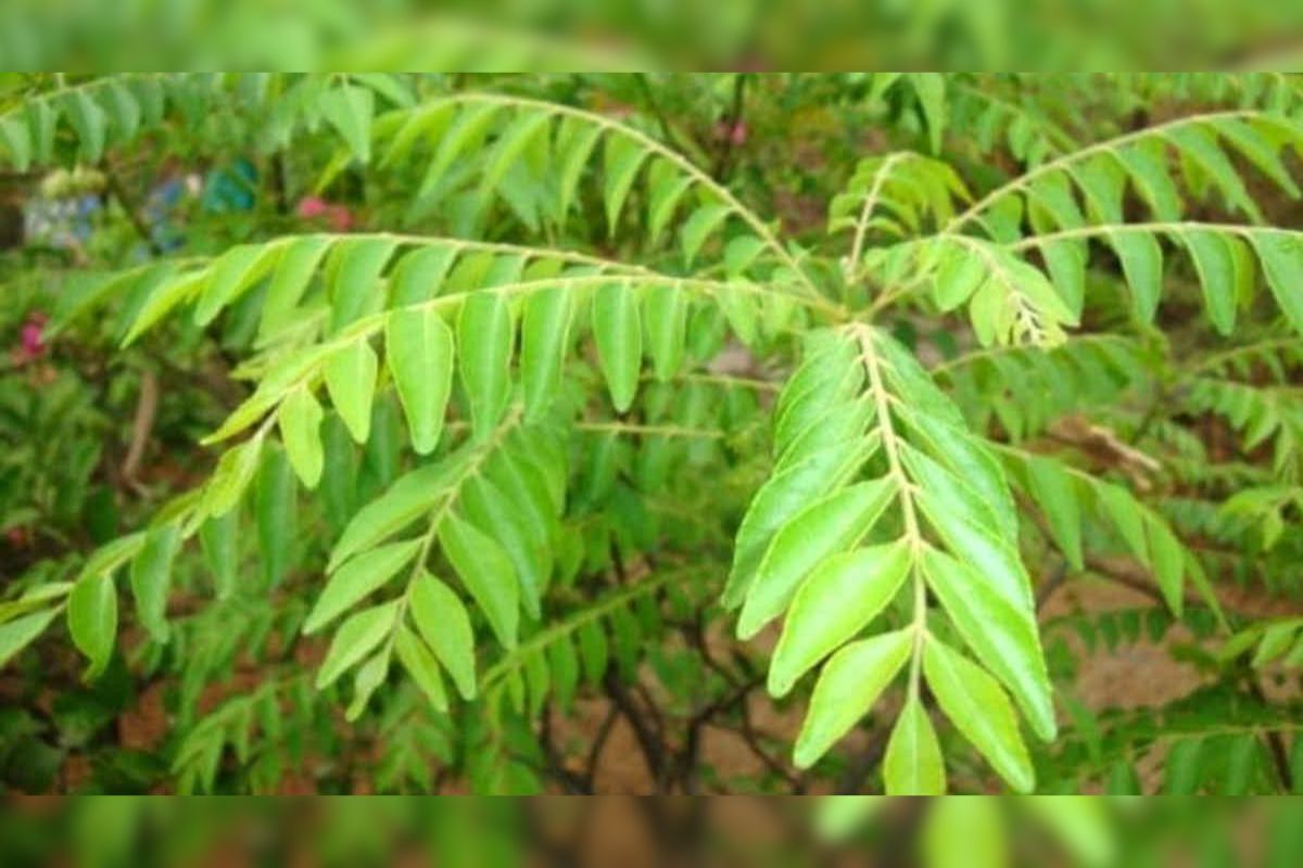 Curry Leaf Cultivation