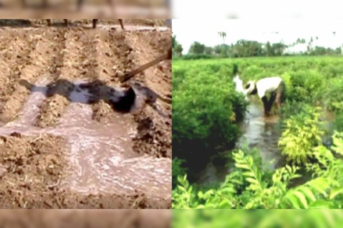 Curry Leaf Cultivation