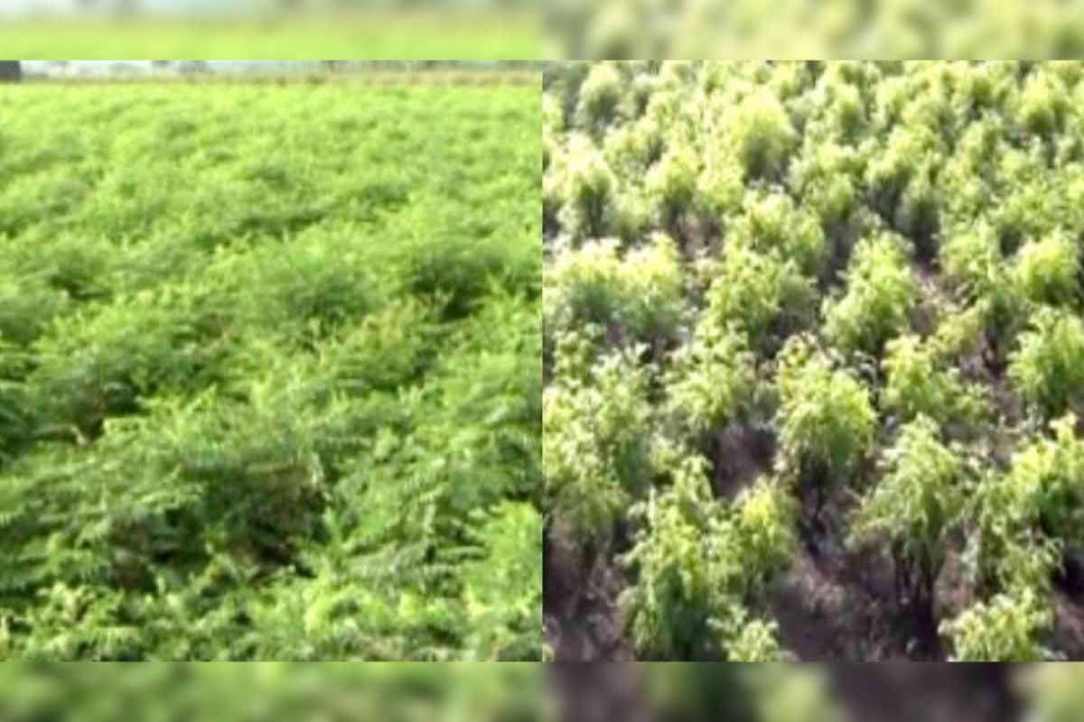 Curry Leaf Cultivation