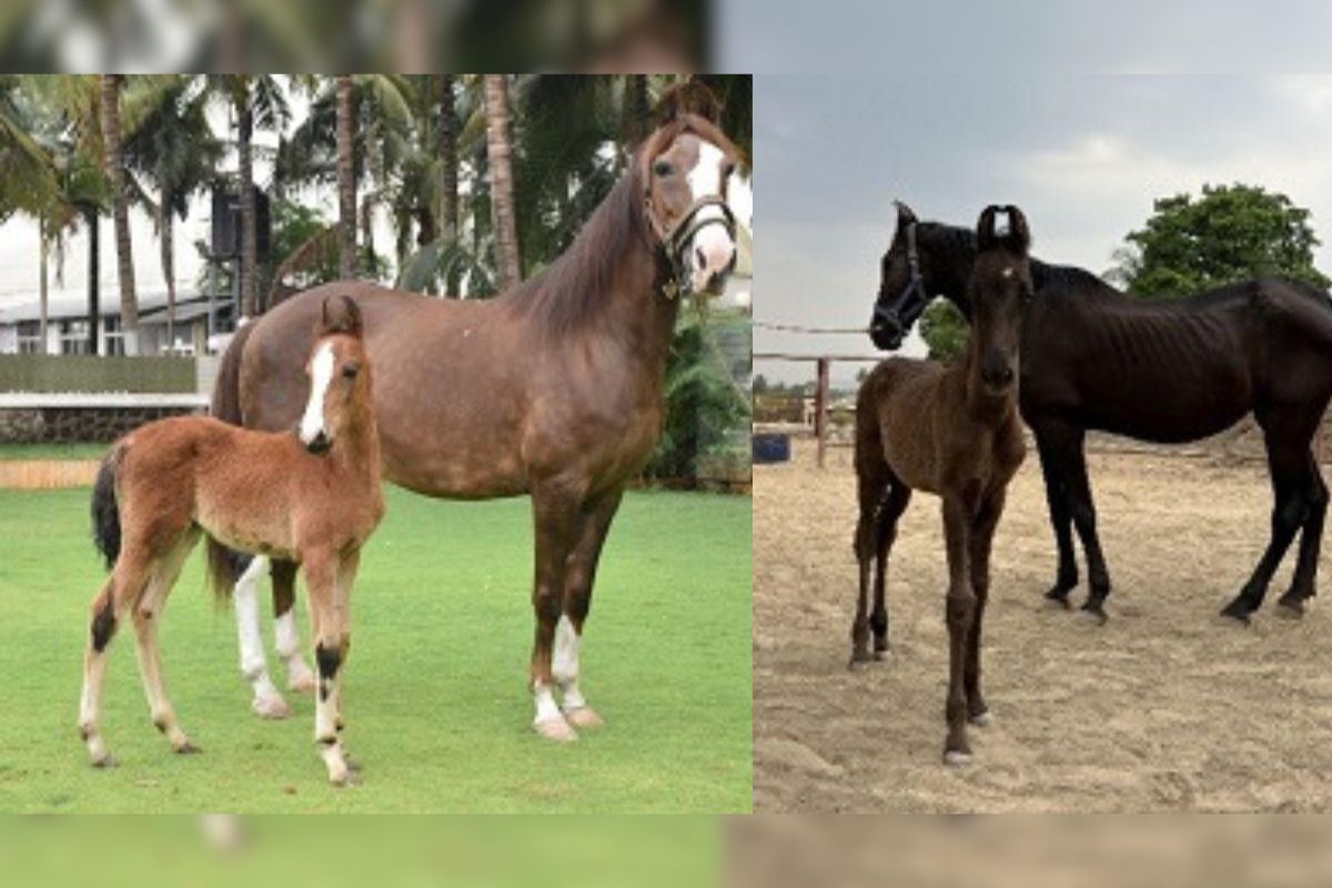 Equine Semen Laboratory