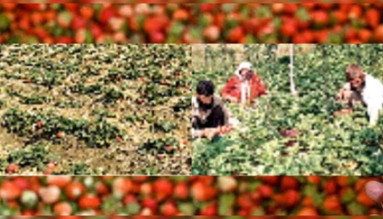 Strawberry Farming