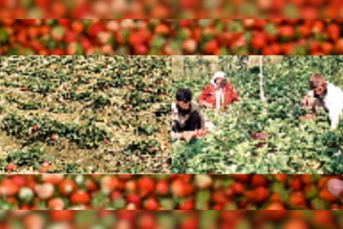 Strawberry Farming