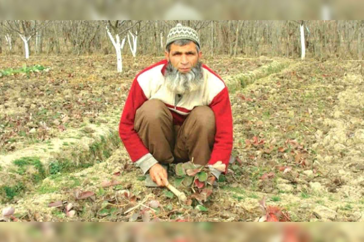 Strawberry Farming