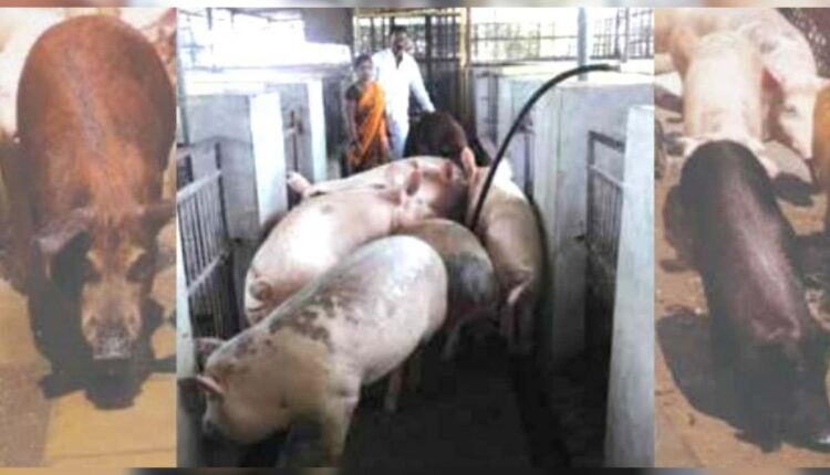 Pig Farming